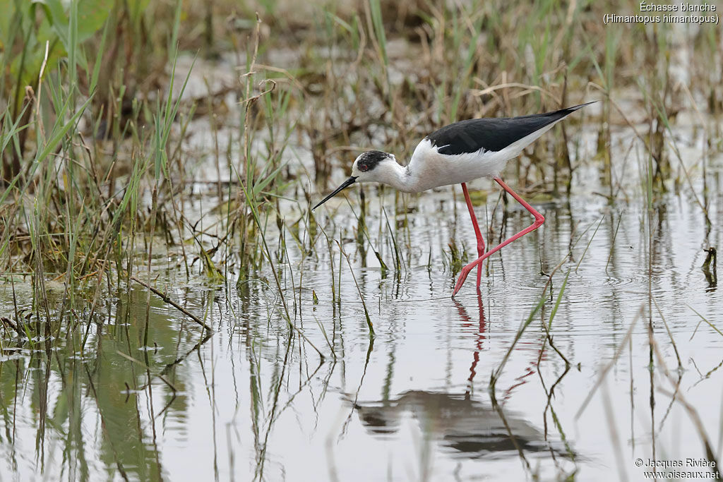 Échasse blanche mâle adulte nuptial, identification