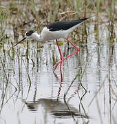 Black-winged Stilt