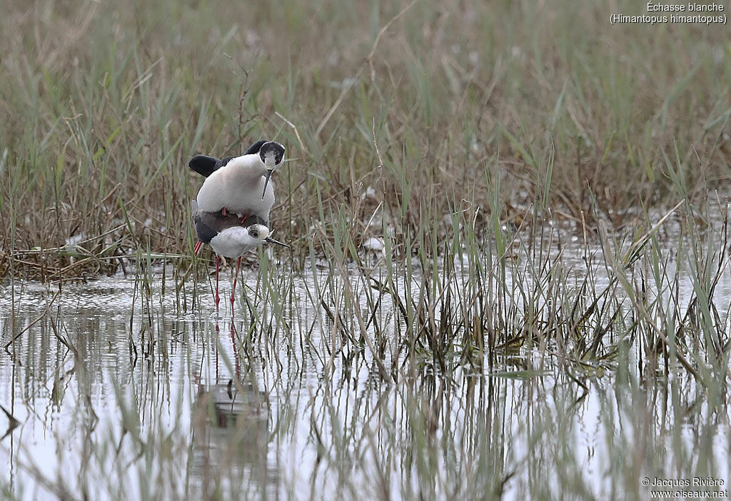 Black-winged Stiltadult breeding, mating.