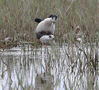 Black-winged Stilt