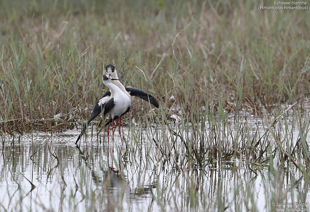 Black-winged Stiltadult, mating.