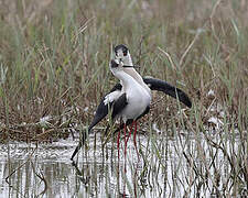 Black-winged Stilt