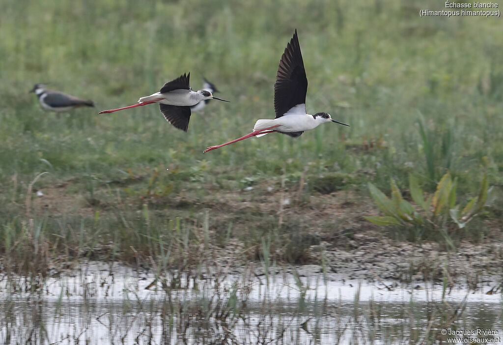 Black-winged Stiltadult, Flight