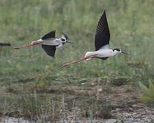 Black-winged Stilt