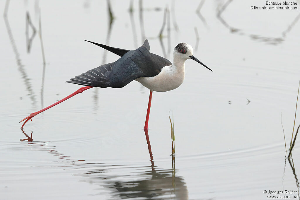 Black-winged Stilt male adult, identification