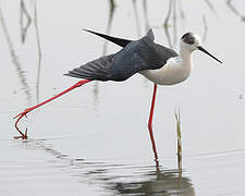 Black-winged Stilt