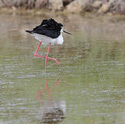 Black-winged Stilt