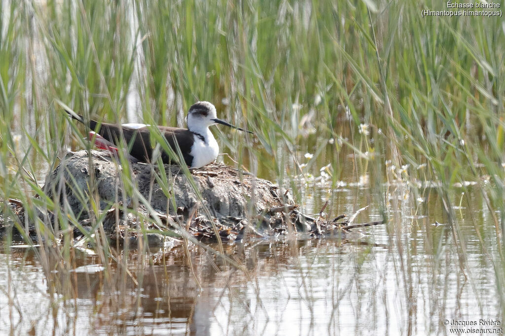 Black-winged Stilt female adult breeding, identification, Reproduction-nesting