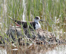 Black-winged Stilt