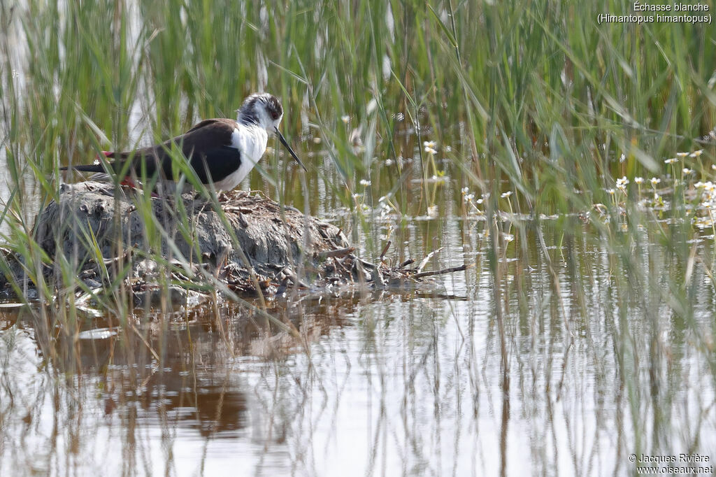 Black-winged Stilt female adult breeding, identification, Reproduction-nesting