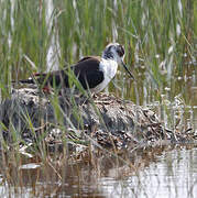 Black-winged Stilt