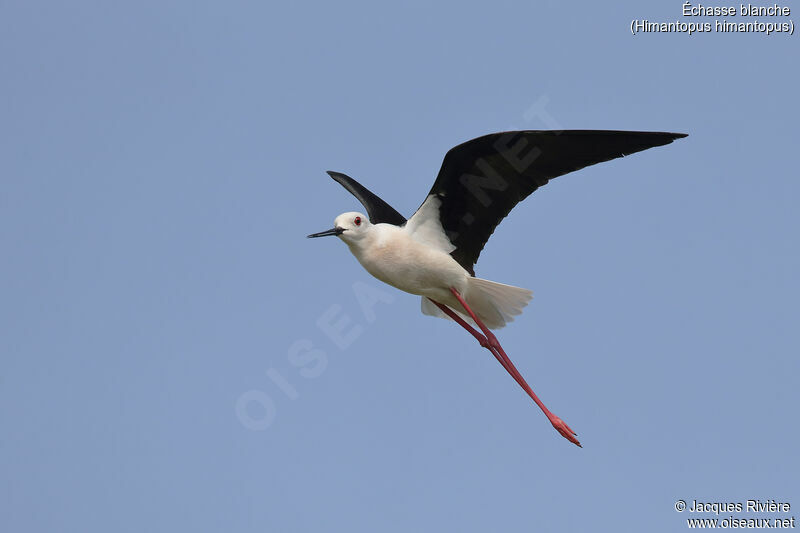 Black-winged Stilt male adult breeding, Flight