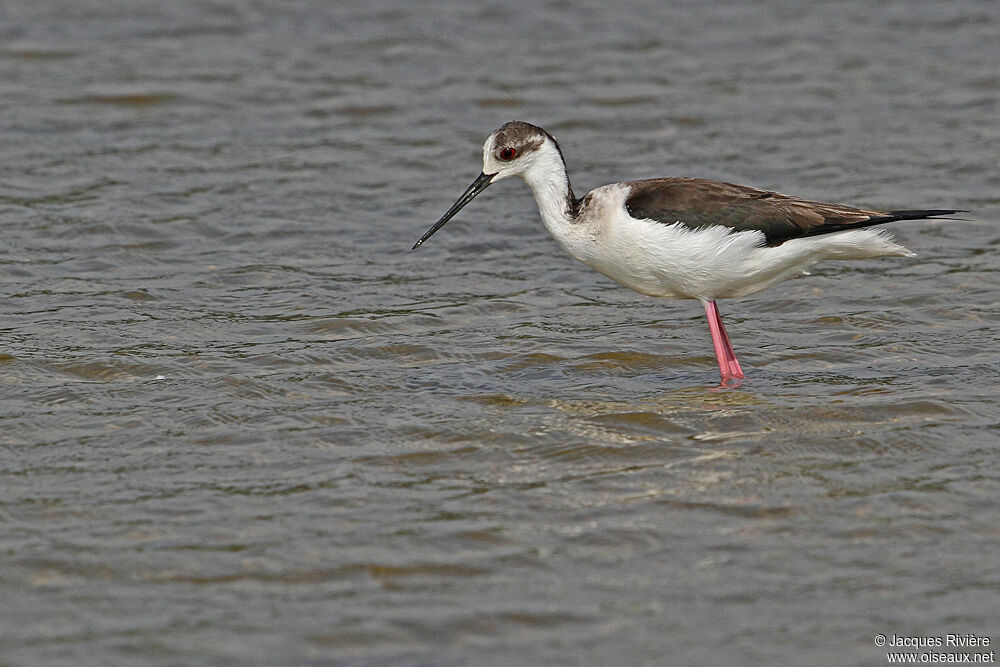 Black-winged Stilt female adult breeding