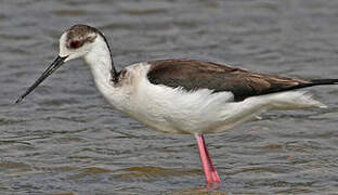 Black-winged Stilt