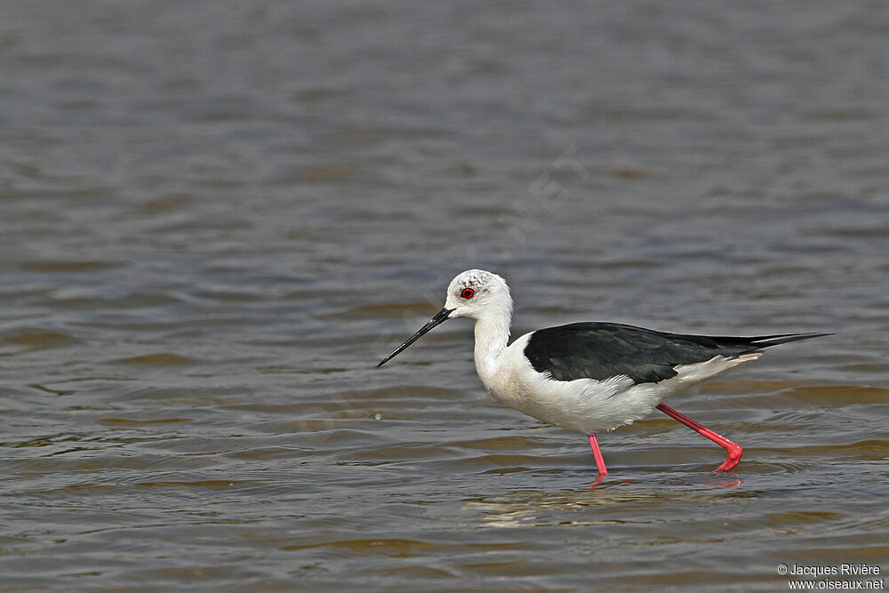 Black-winged Stilt male adult breeding