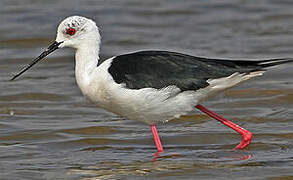 Black-winged Stilt