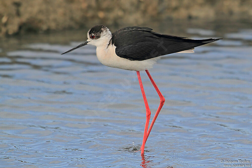 Black-winged Stilt male adult breeding