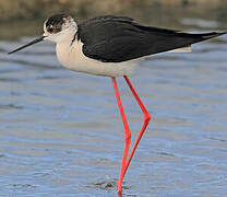 Black-winged Stilt