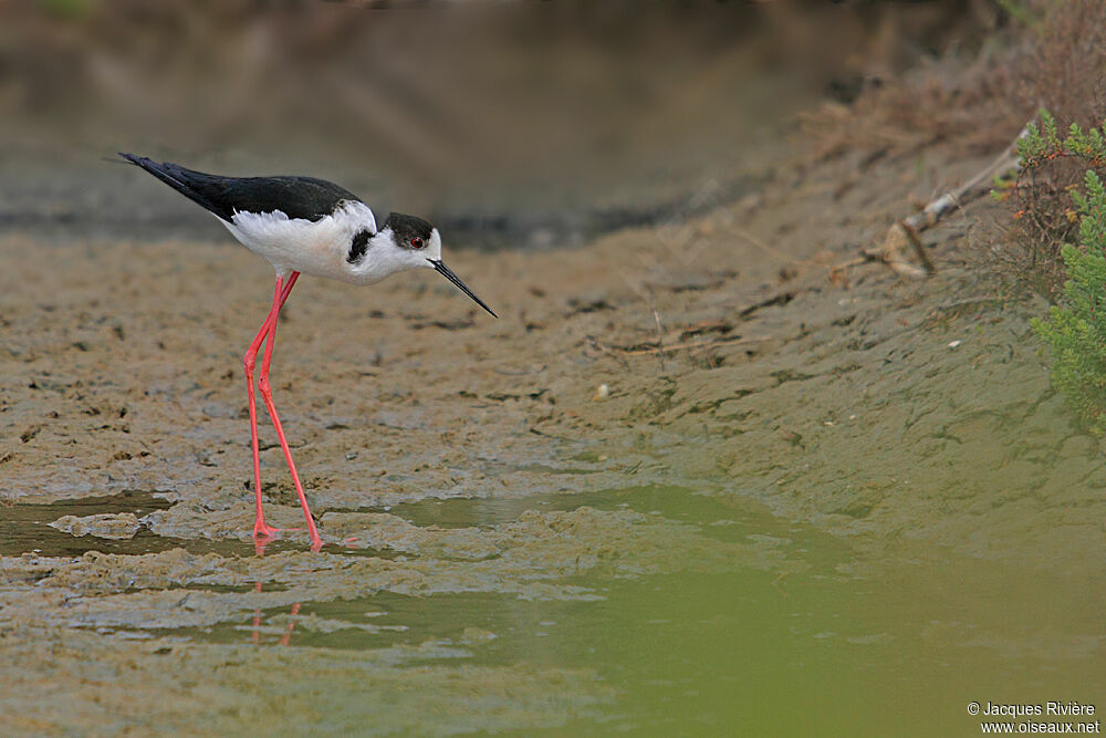 Black-winged Stilt male adult breeding