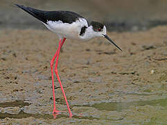 Black-winged Stilt