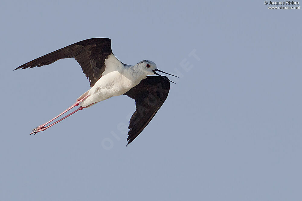 Black-winged Stilt male adult breeding, Flight