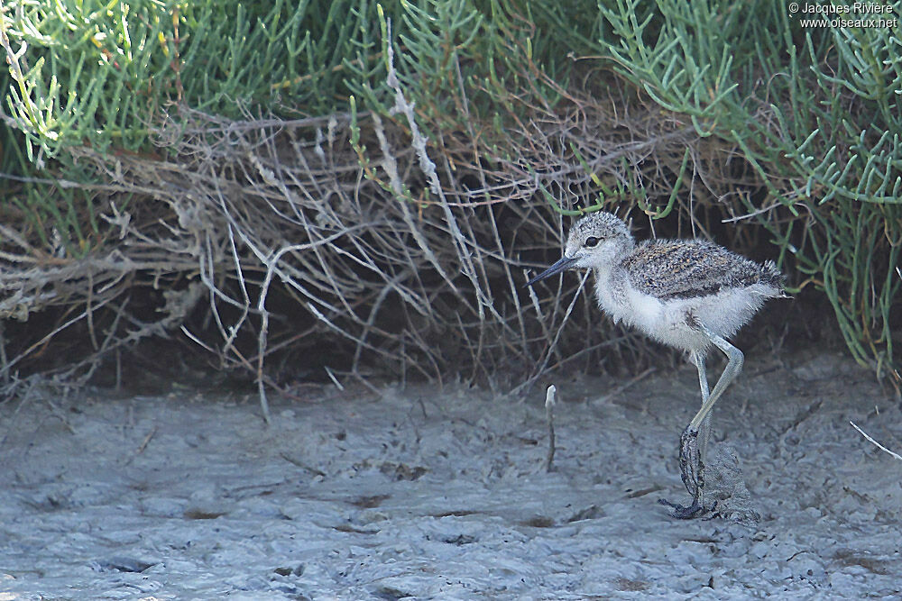 Black-winged Stiltjuvenile