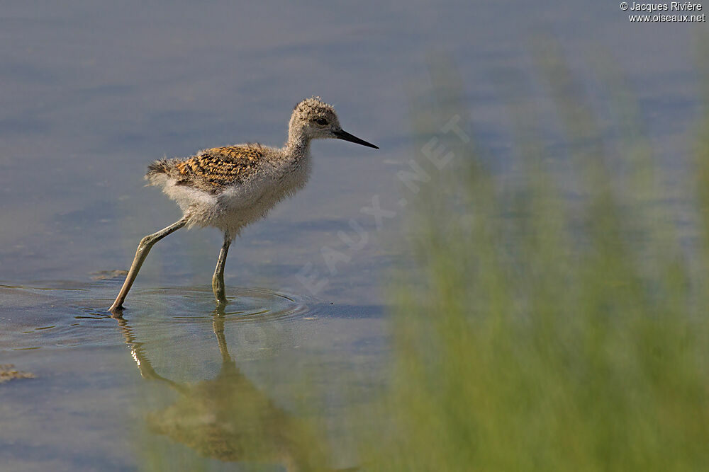 Black-winged Stiltjuvenile