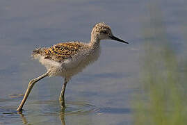 Black-winged Stilt