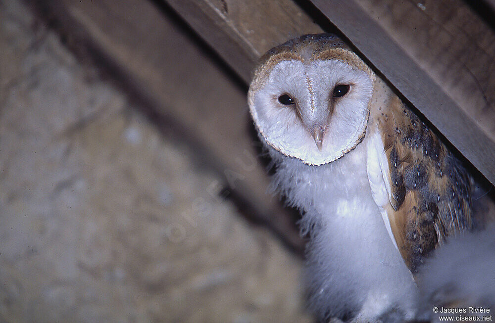 Western Barn Owljuvenile, Reproduction-nesting