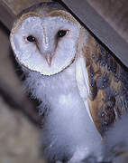 Western Barn Owl