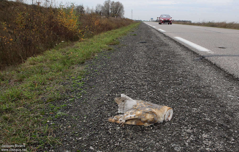 Western Barn Owl, Behaviour