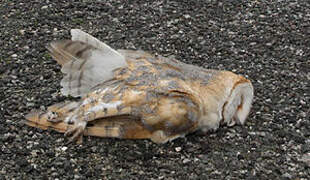 Western Barn Owl