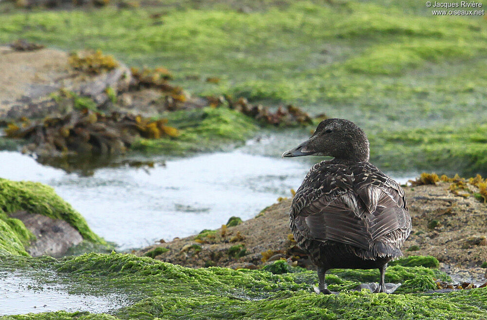 Common Eider female adult breeding