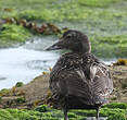 Eider à duvet