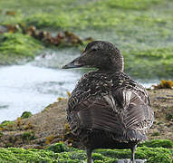 Common Eider