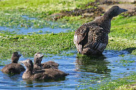 Common Eider