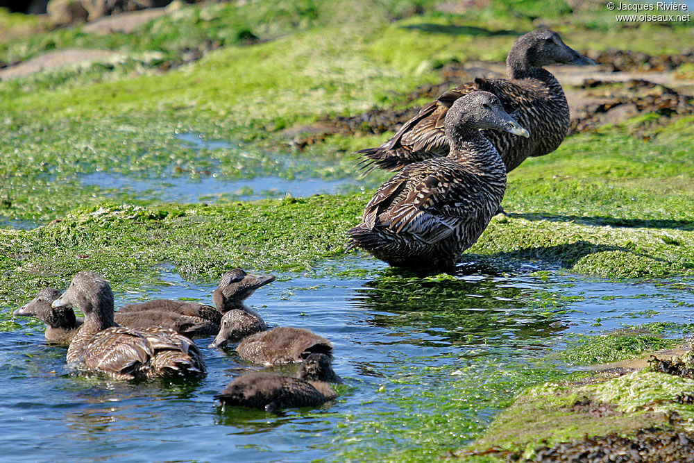 Eider à duvetjuvénile