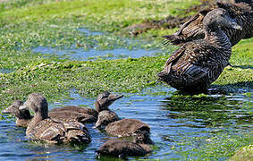 Common Eider