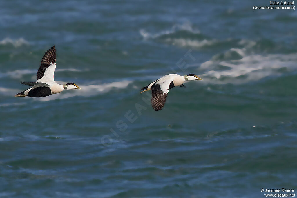 Common Eider male adult breeding, Flight