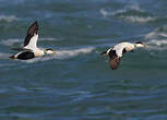 Eider à duvet