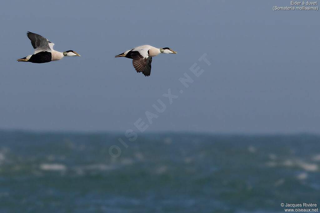 Common Eider male adult breeding, Flight