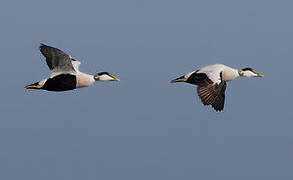 Common Eider