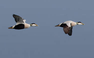 Eider à duvet