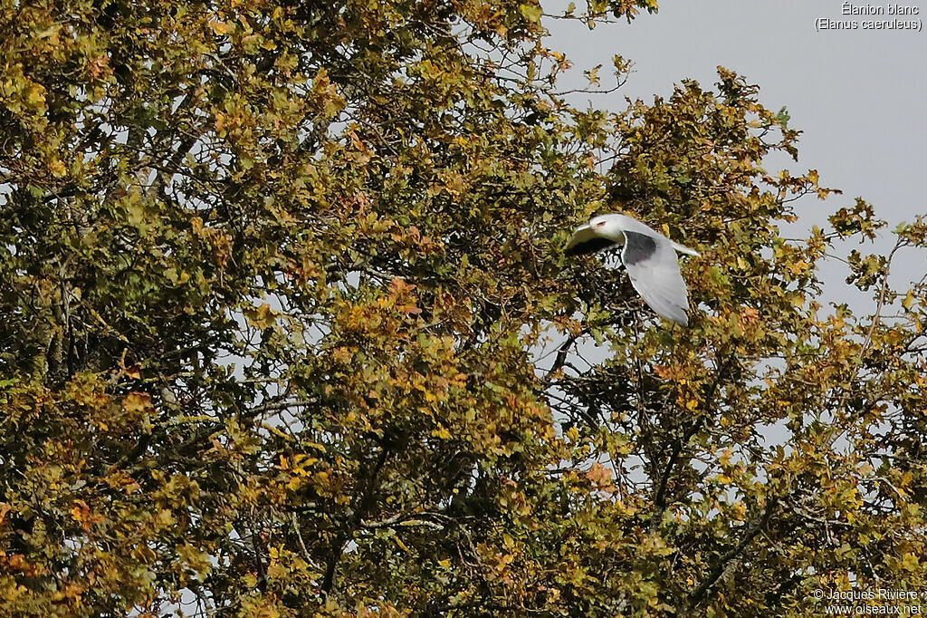 Black-winged Kiteadult breeding, Flight