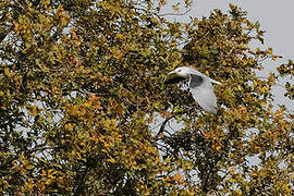 Black-winged Kite