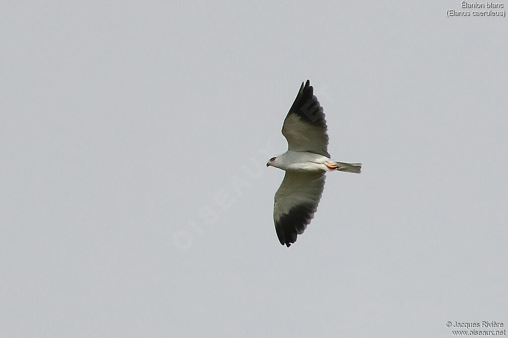 Black-winged Kiteadult breeding, Flight