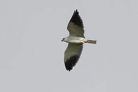 Black-winged Kite