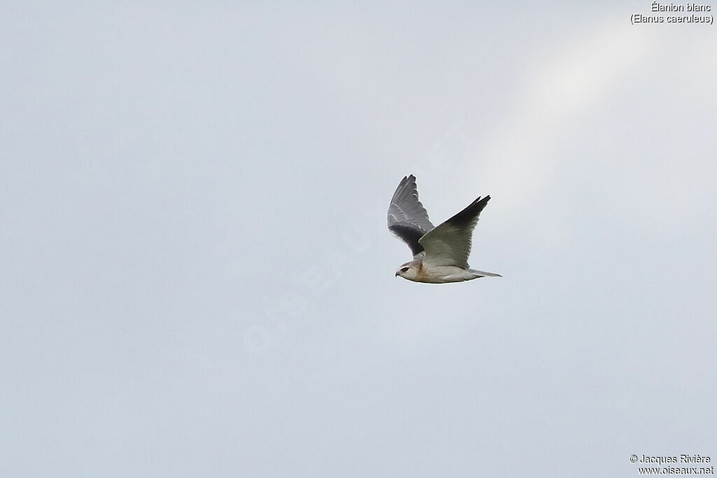 Black-winged Kiteimmature, Flight