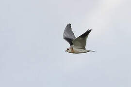 Black-winged Kite