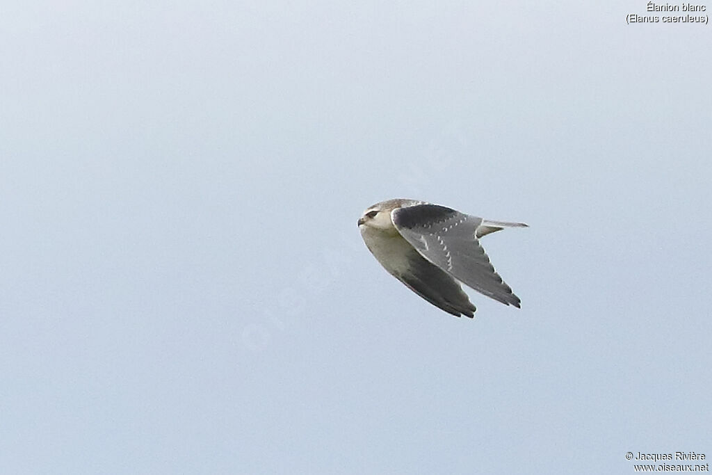 Black-winged Kiteimmature, Flight